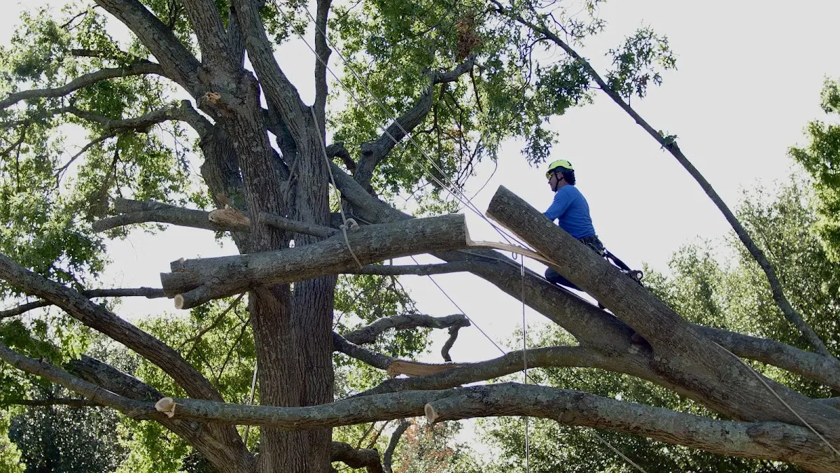 Professional Crown Thinning performed by certified arborists in Hobson